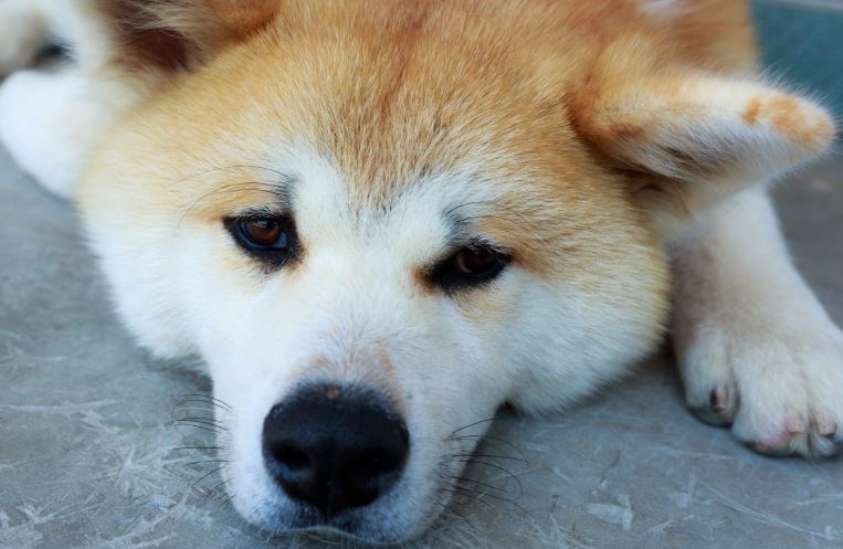 ホスピタリティ